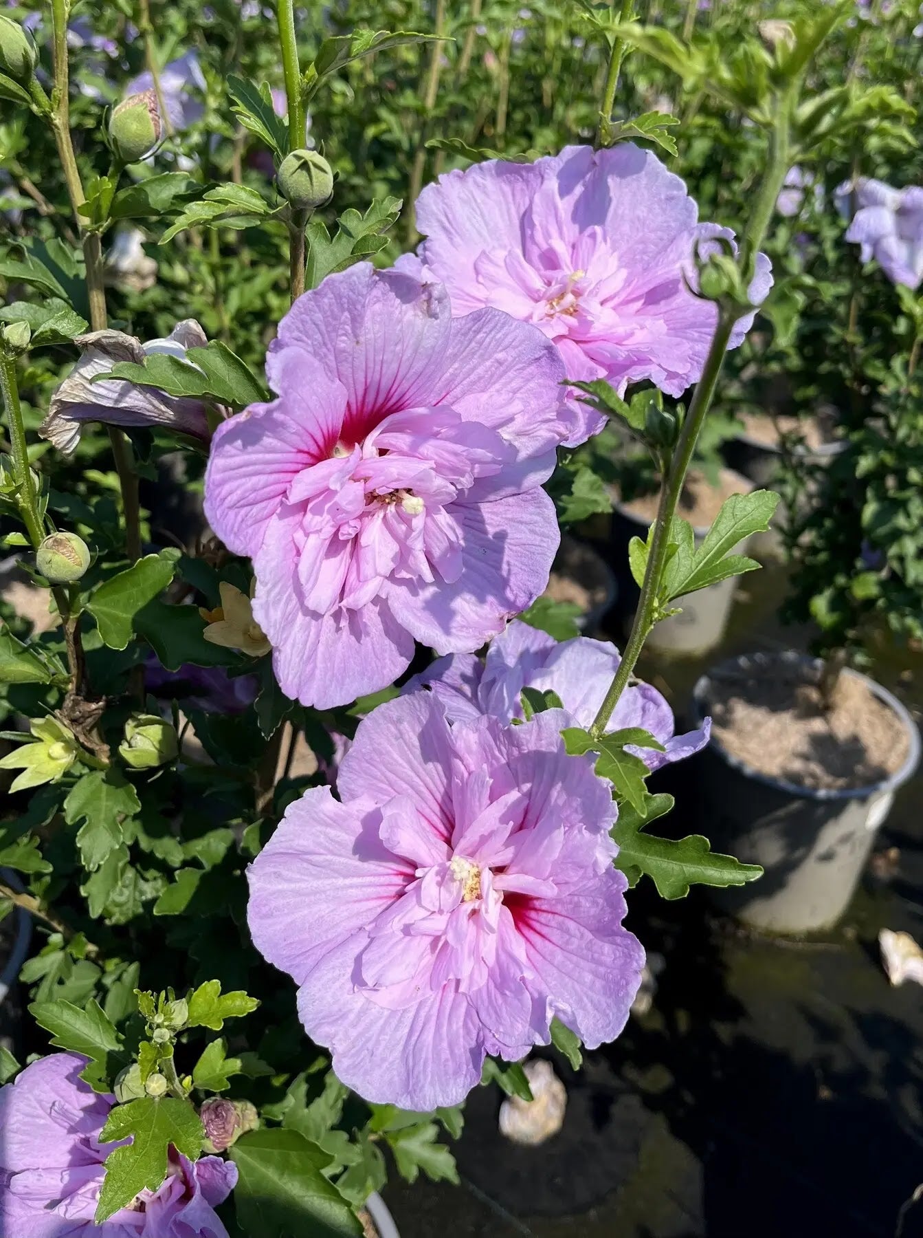 Ibisco - Hibiscus syriacus 'Lavender Chiffon'