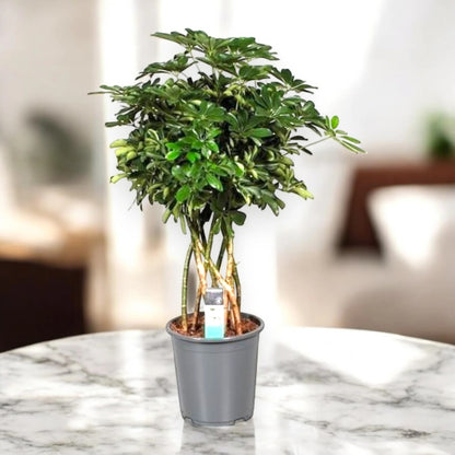 Schefflera arboricola 'Compacta'