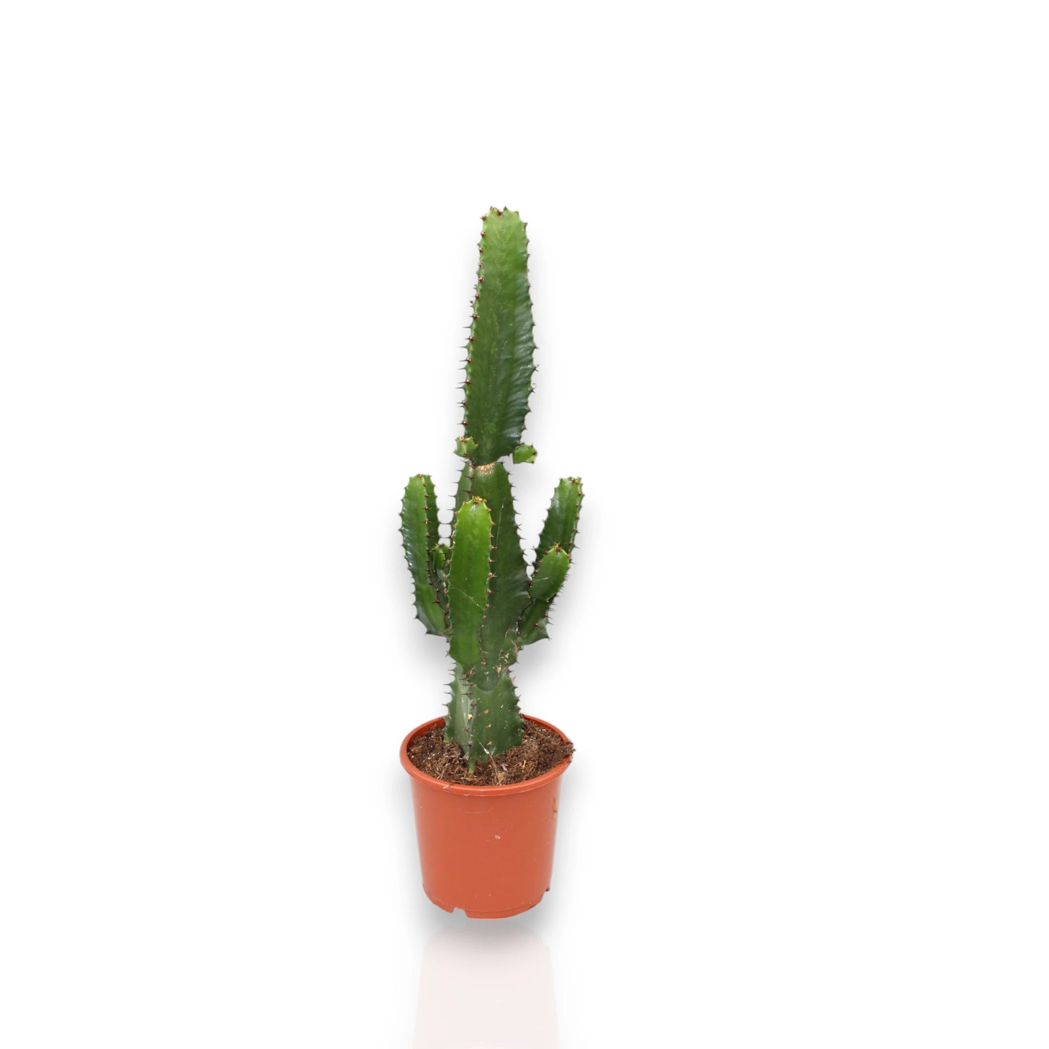Euphorbia acrurensis