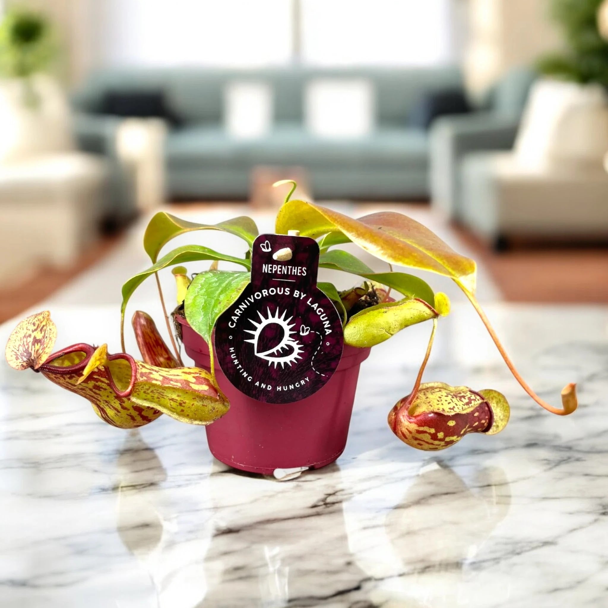 Nepenthes Gaya pianta carnivora da interno con ascidi rosso-verdi penduli in vaso decorativo