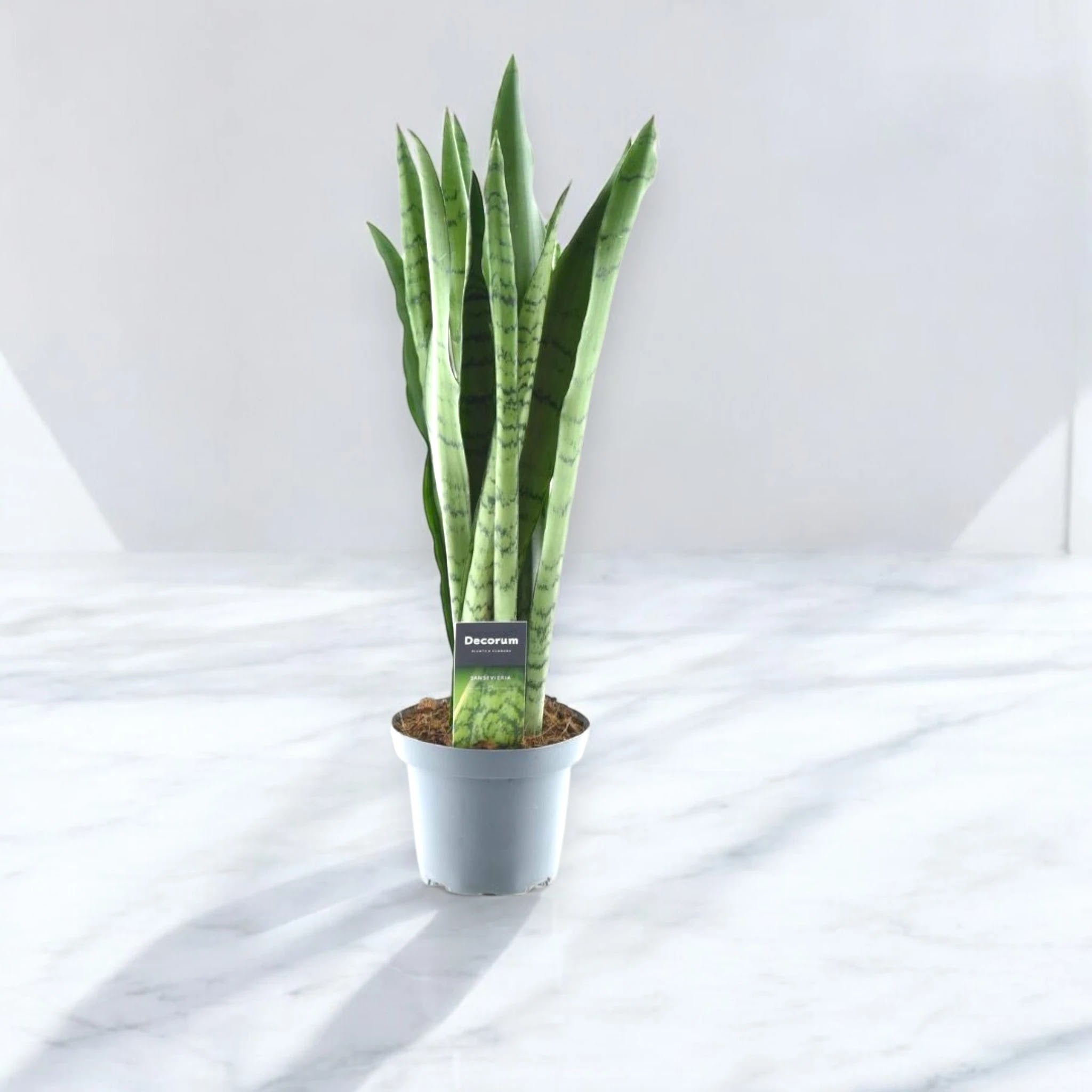 Sansevieria trifasciata 'Spearmint'