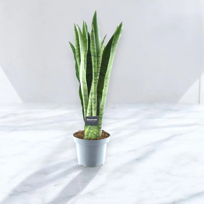 Sansevieria trifasciata 'Spearmint'