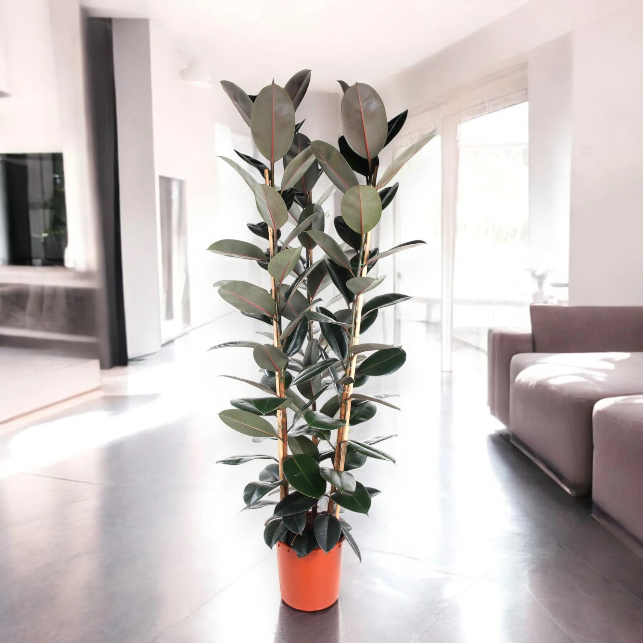 Ficus elastica 'Abidjan'