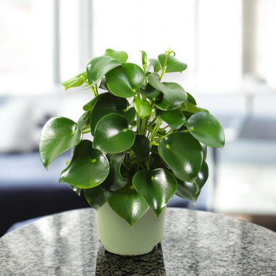 Peperomia polybotrya 'Raindrop'