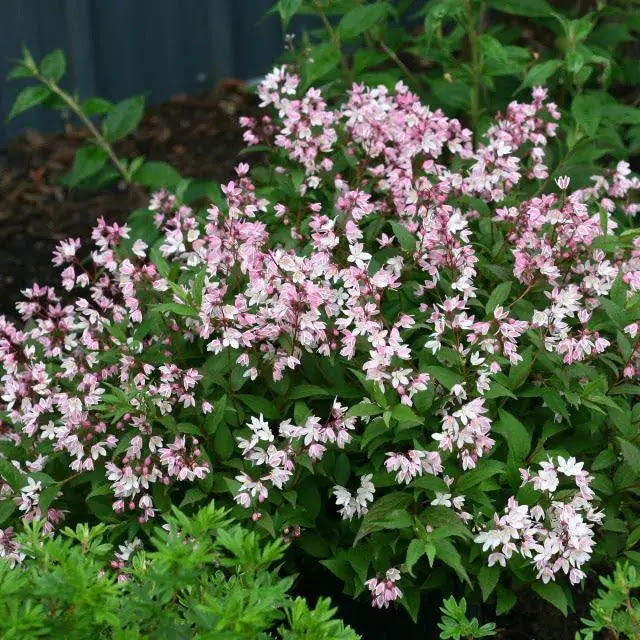 Deutzia Yuki Cherry Blossom, arbusto compatto con fioritura rosa primaverile per bordure e piccoli giardini