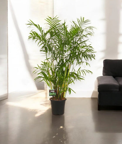 Chamaedorea seifrizii