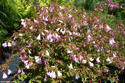 Abelia grandiflora