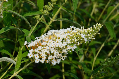 Buddleja davidii White Profusion arbusto fiorito con pannocchie bianche in giardino estivo