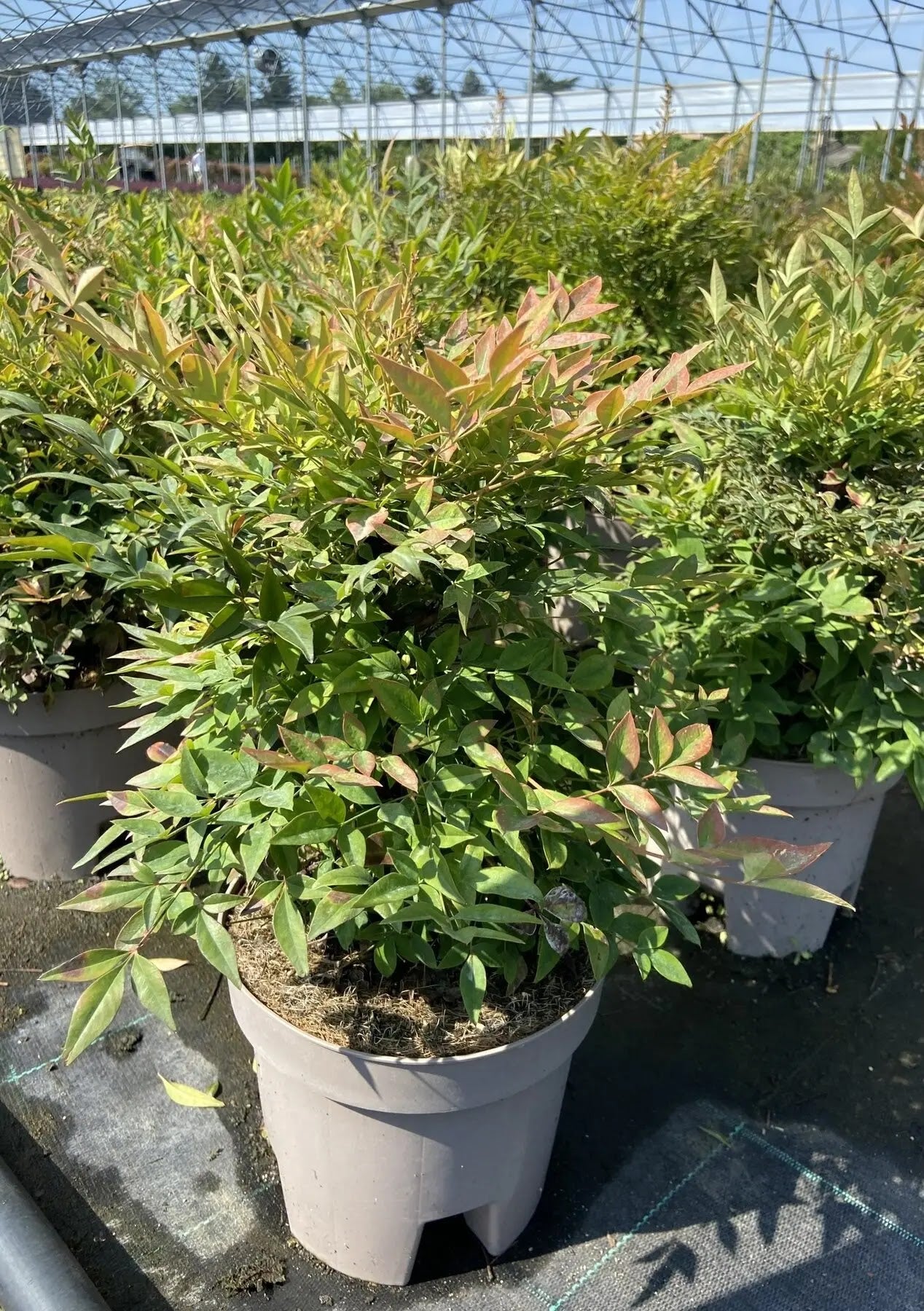 Nandina domestica