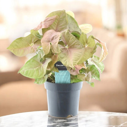 Syngonium 'Red heart'