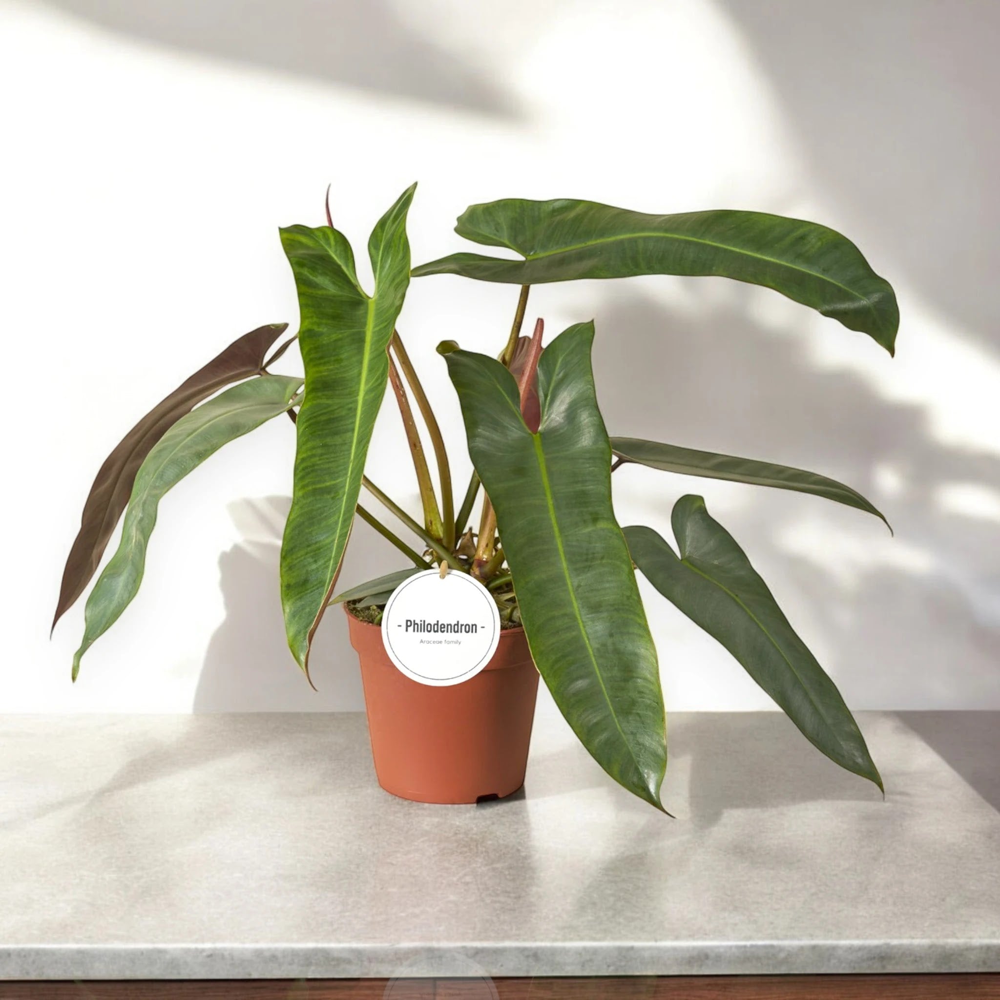 Dettaglio foglia Philodendron atabapoense con nervature evidenti e margini ondulati caratteristici
