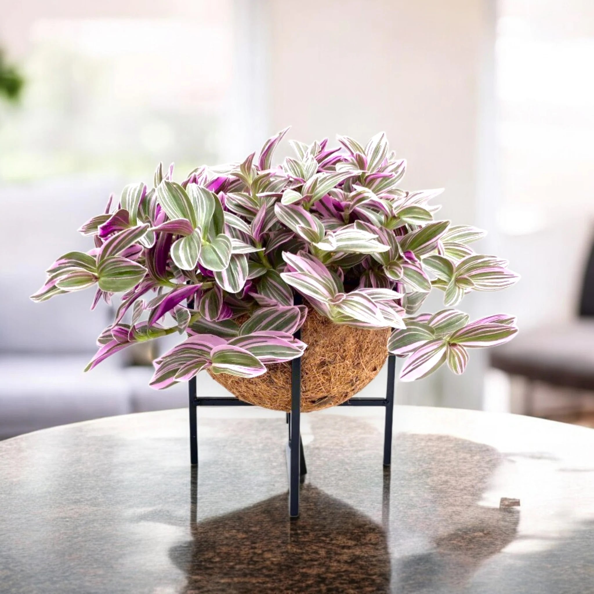 Tradescantia cerinthoides Sweetness
