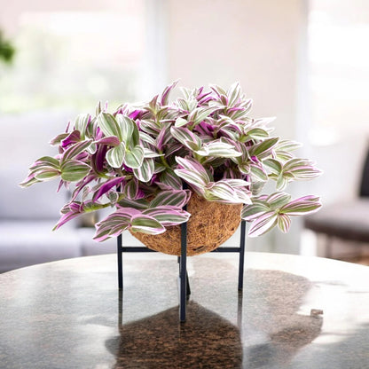 Tradescantia cerinthoides Sweetness