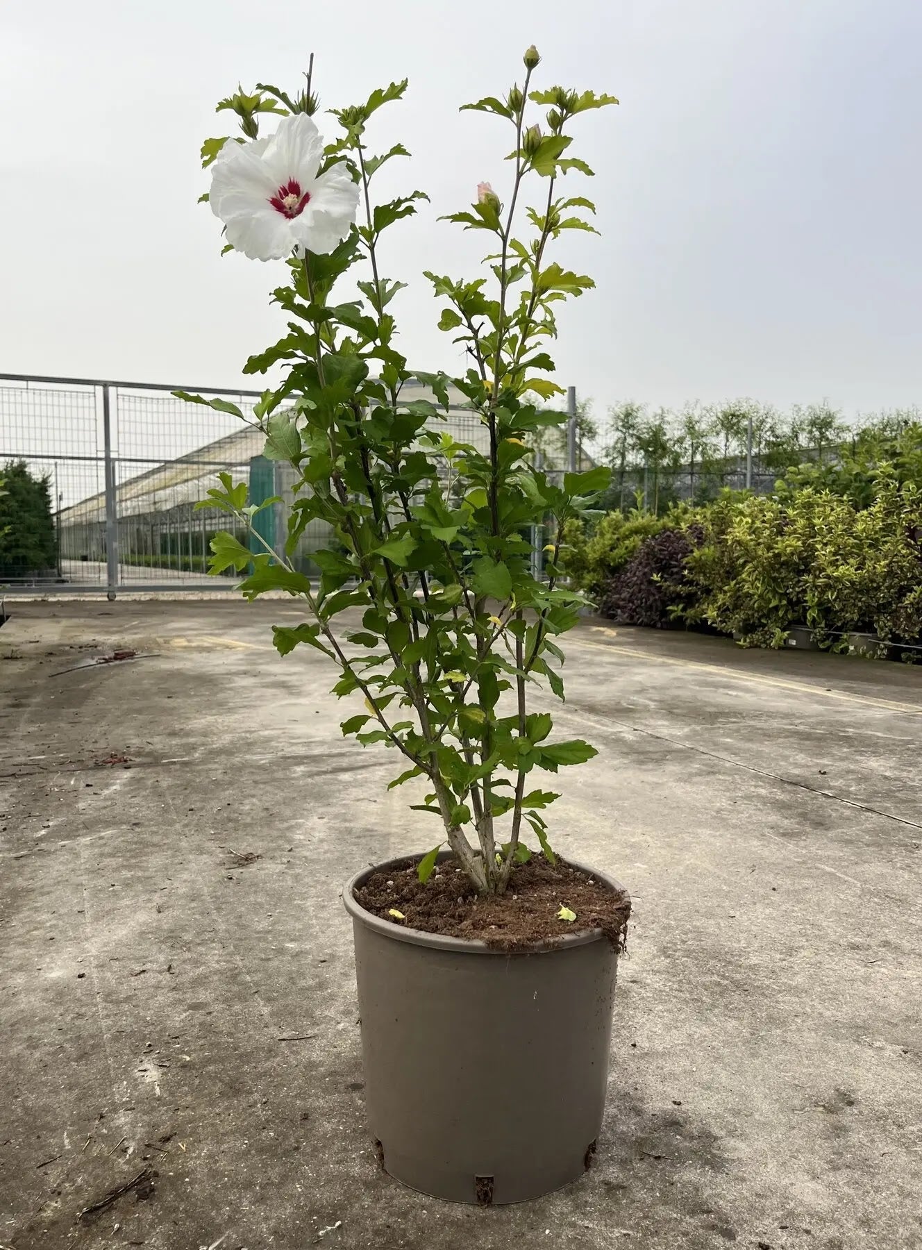 Dettaglio fiore rosa malva a forma di cuore di Hibiscus syriacus Heart con venature scure