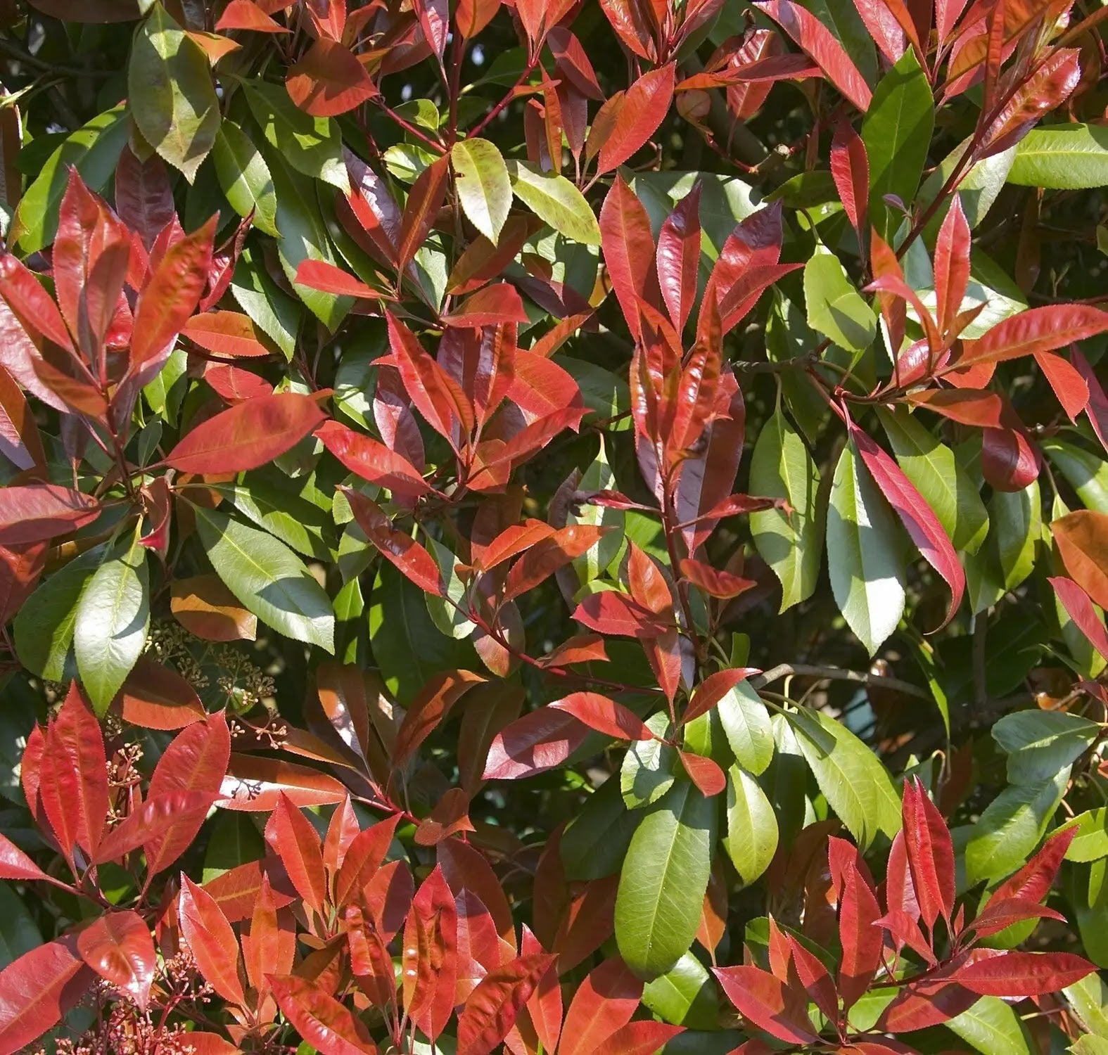 Photinia fraseri 'Red Robin'