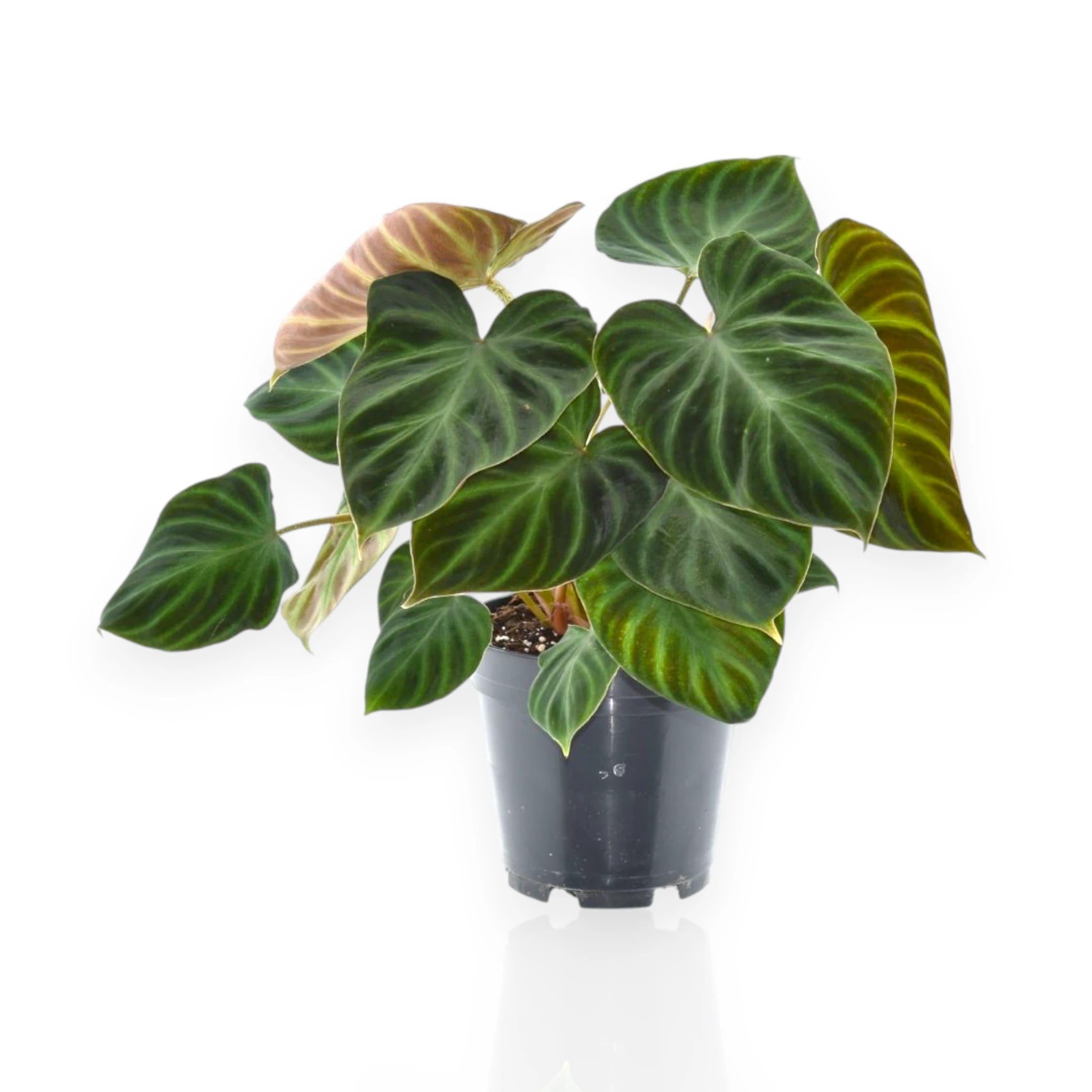 Philodendron verrucosum in vaso con foglie vellutate verde scuro e venature dorate