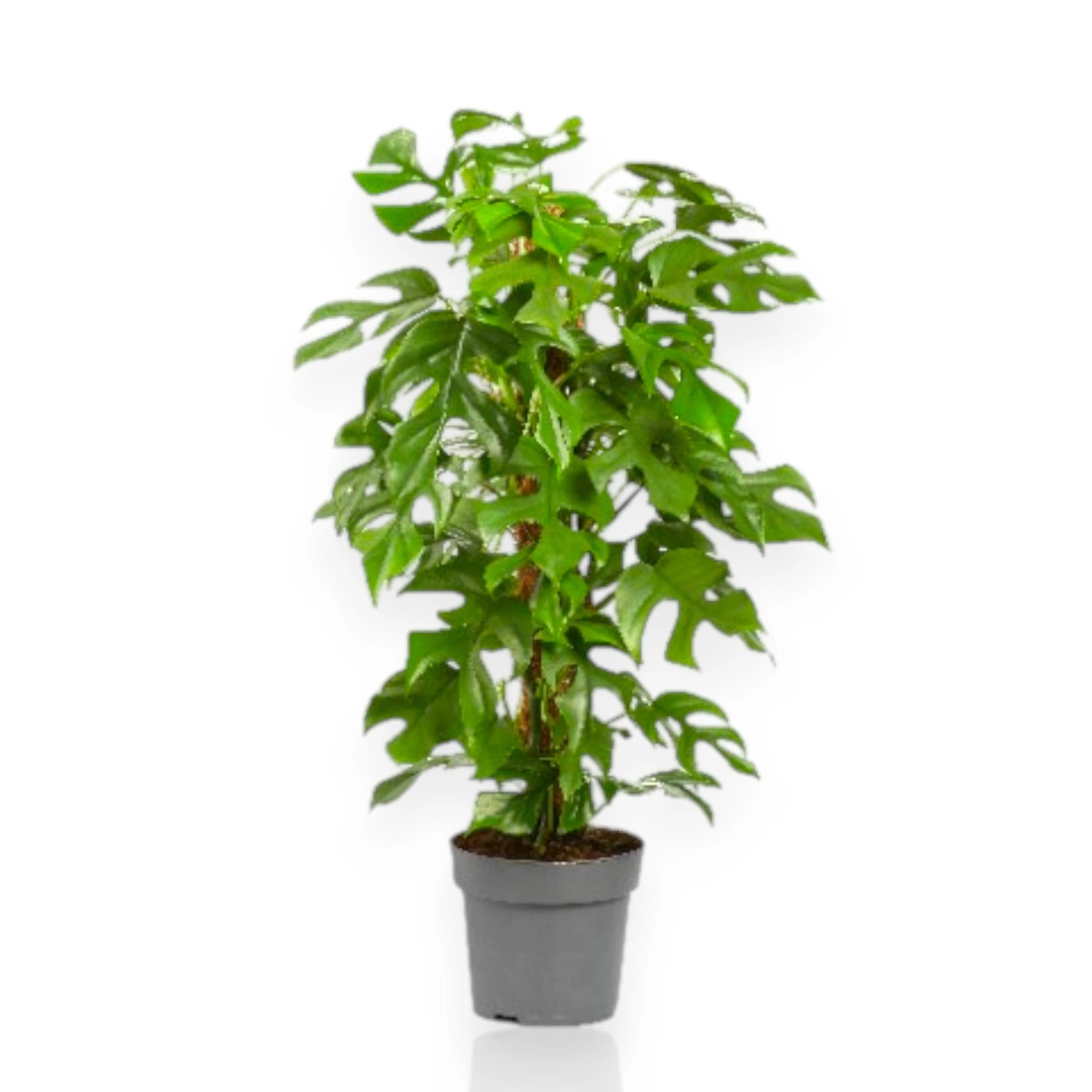 Philodendron Minima in vaso con foglie piccole verdi, pianta da interno compatta e ordinata