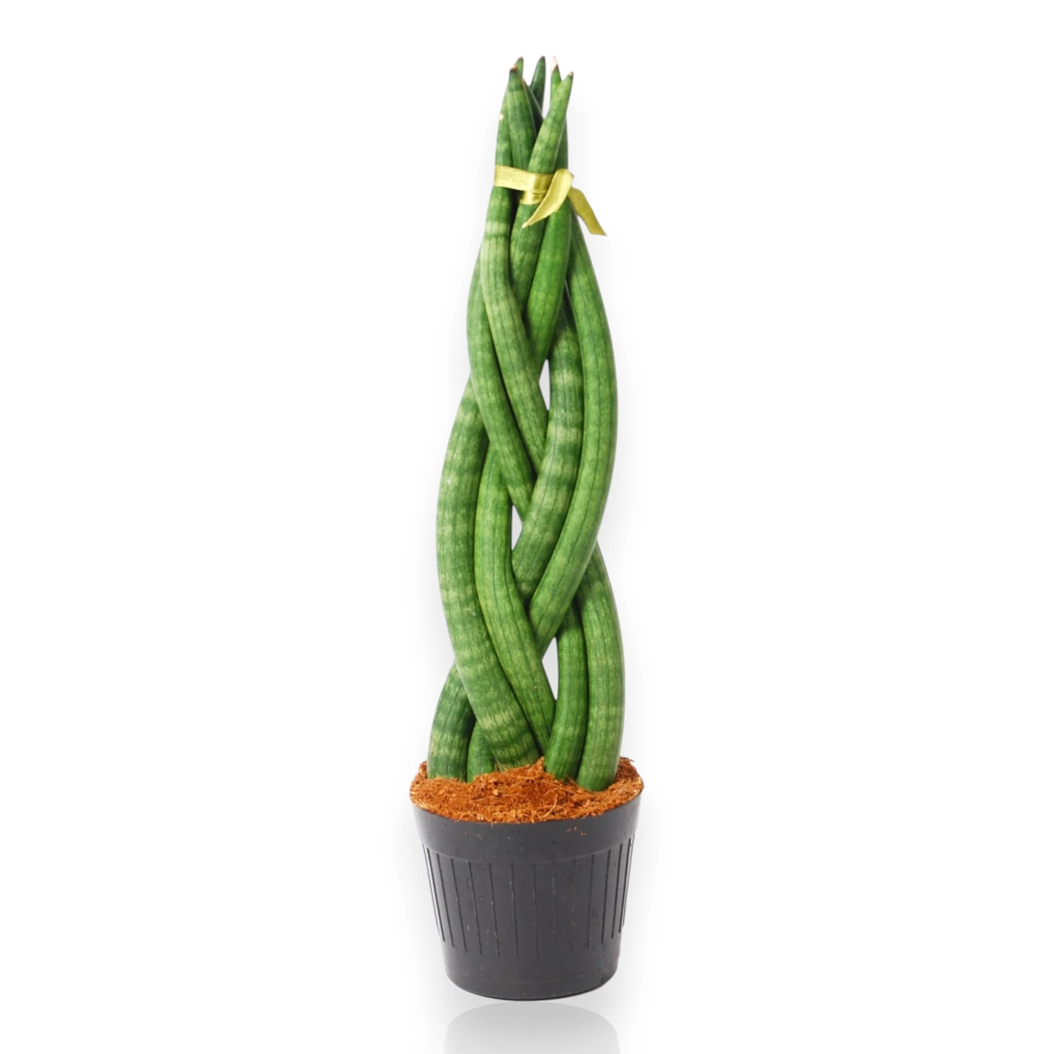 Sansevieria cylindrica Twister con foglie cilindriche intrecciate a spirale in vaso moderno