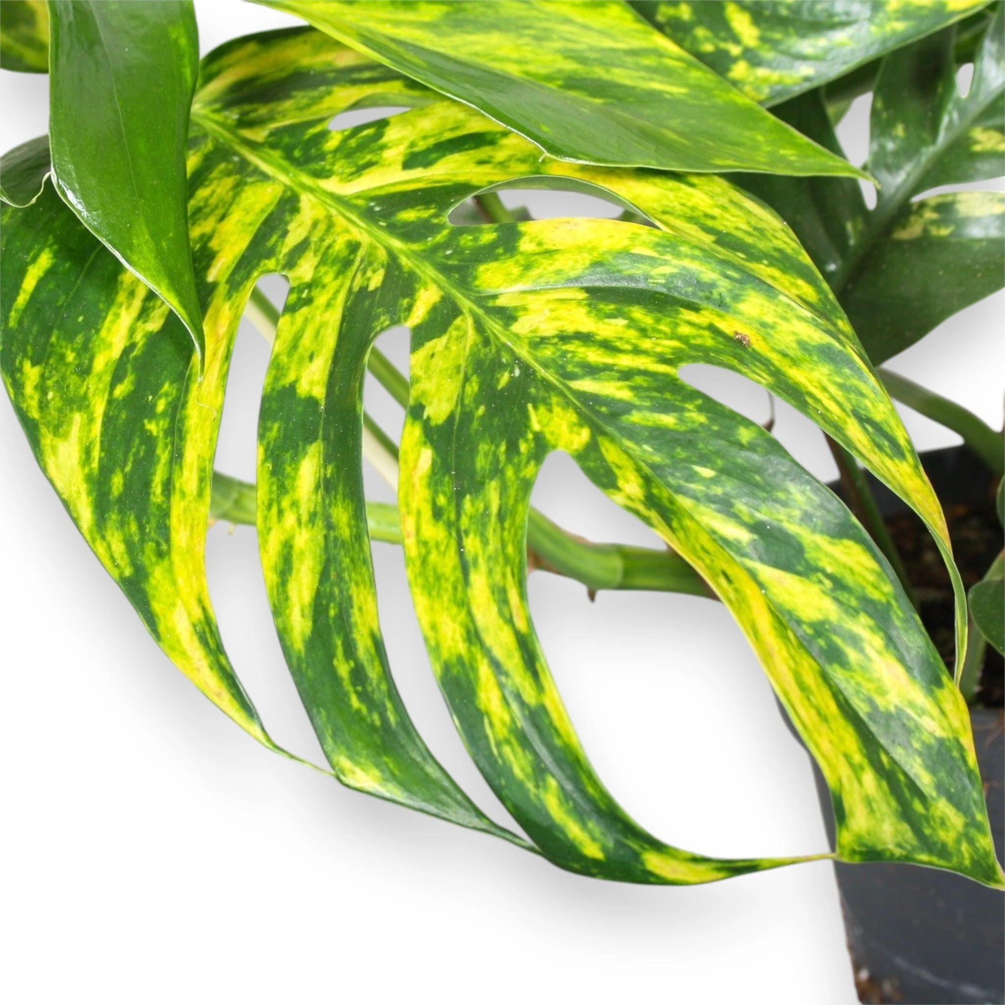 Epipremnum pinnatum 'Cintho goldfinger'
