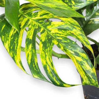 Epipremnum pinnatum 'Cintho goldfinger'