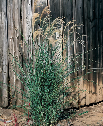 Miscanthus Graziella in piena fioritura autunnale con pannocchie argentee