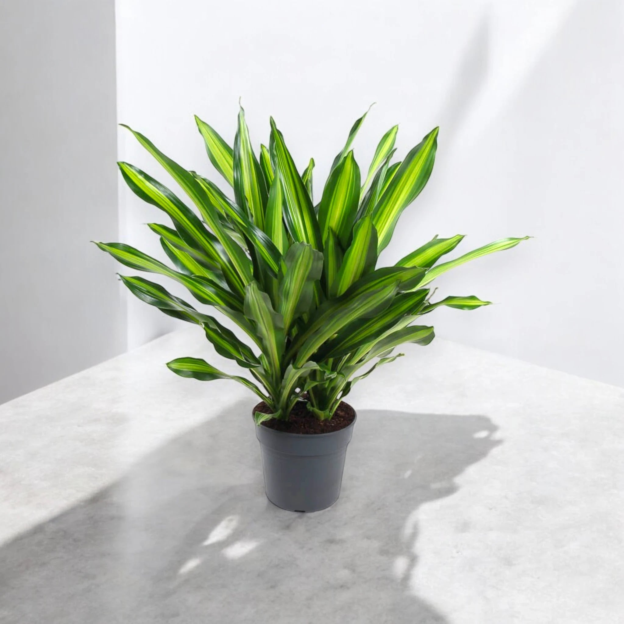 Dracaena fragrans 'Burley'