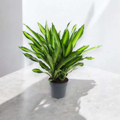 Dracaena fragrans 'Burley'