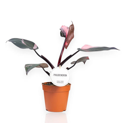 Philodendron Burgundy Prince in vaso con foglie bordeaux e verdi lucide in ambiente moderno