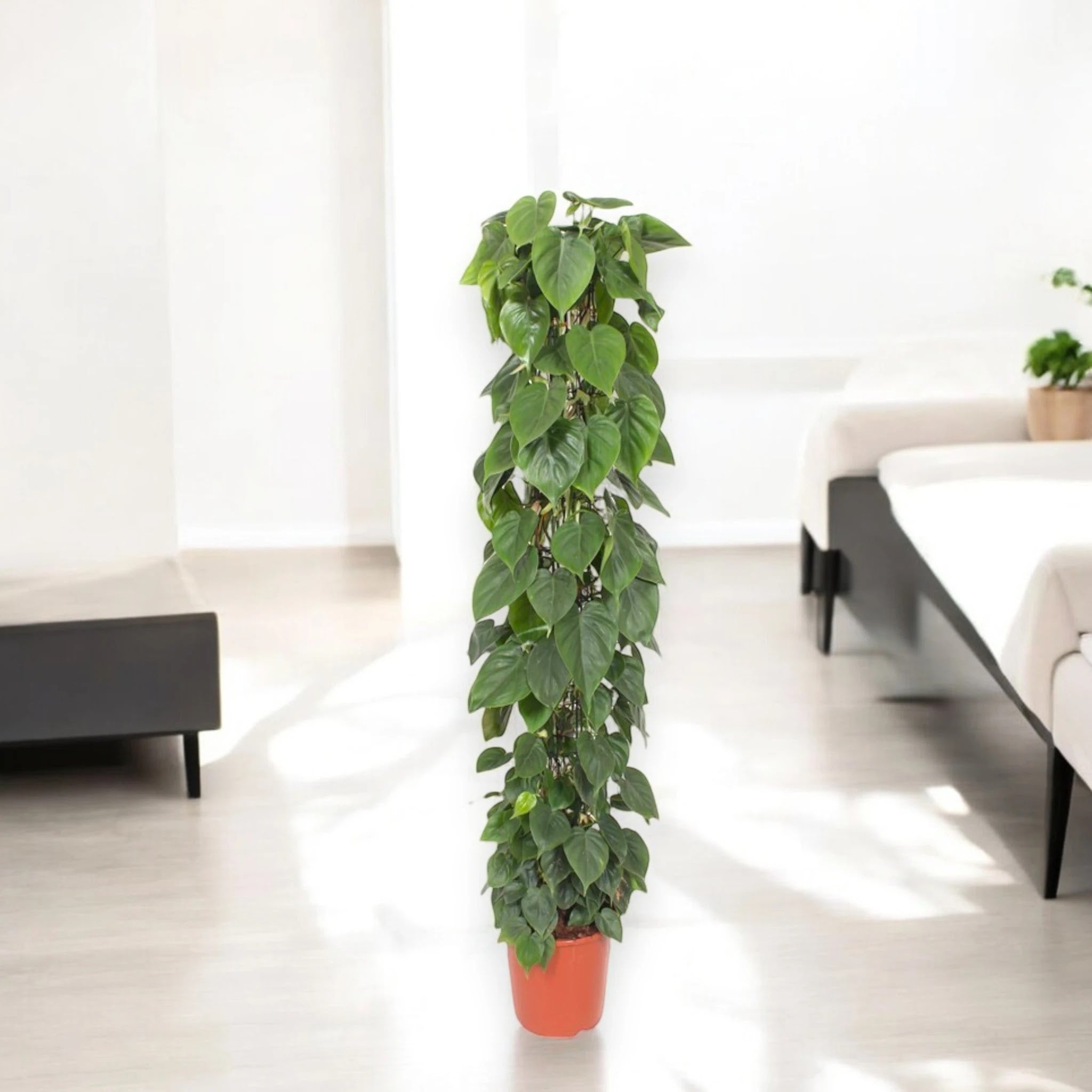 Philodendron scandens