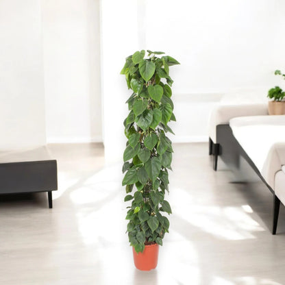 Philodendron scandens