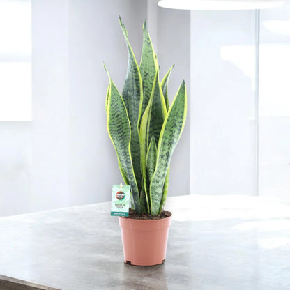 Dettaglio foglie carnose Sansevieria Laurentii con striature verdi e bordatura dorata caratteristica