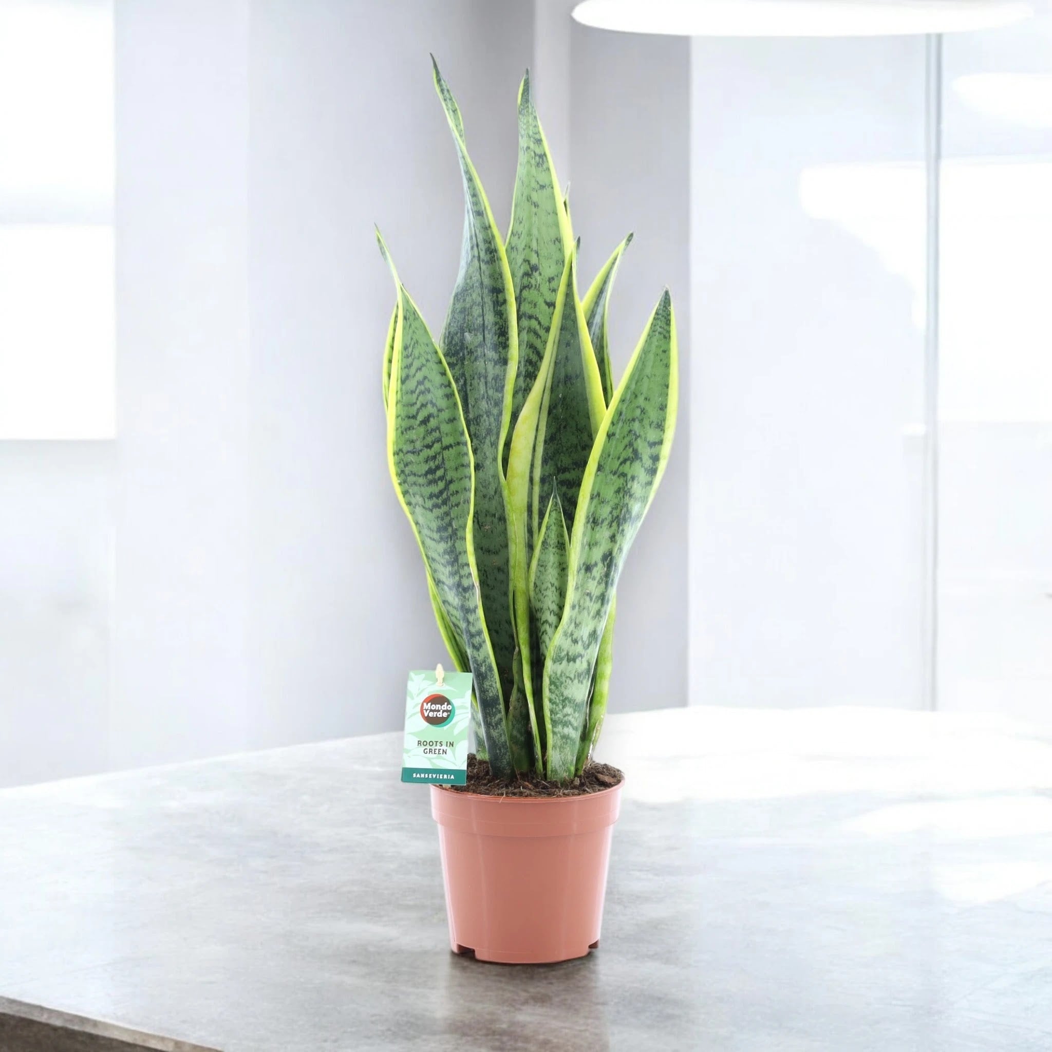Dettaglio foglie carnose Sansevieria Laurentii con striature verdi e bordatura dorata caratteristica