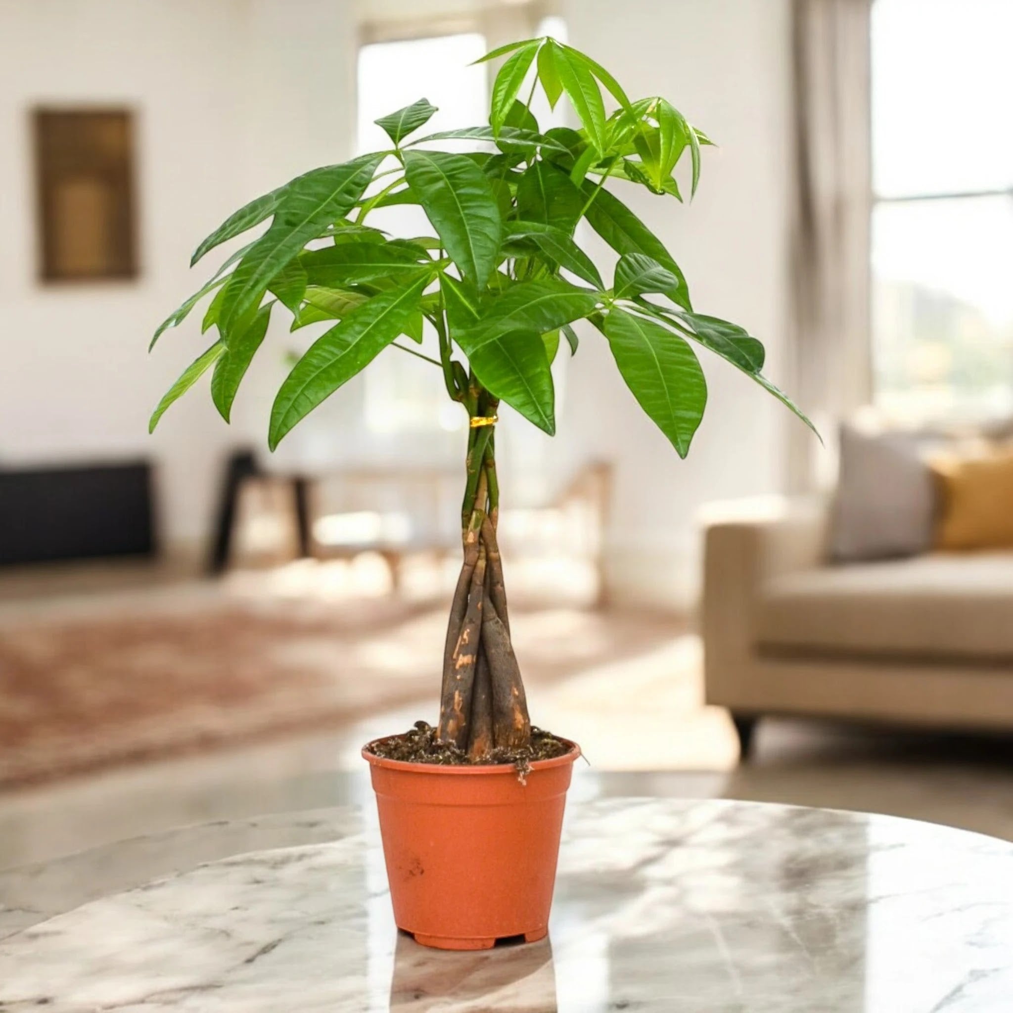 Pachira aquatica