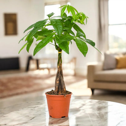 Pachira aquatica