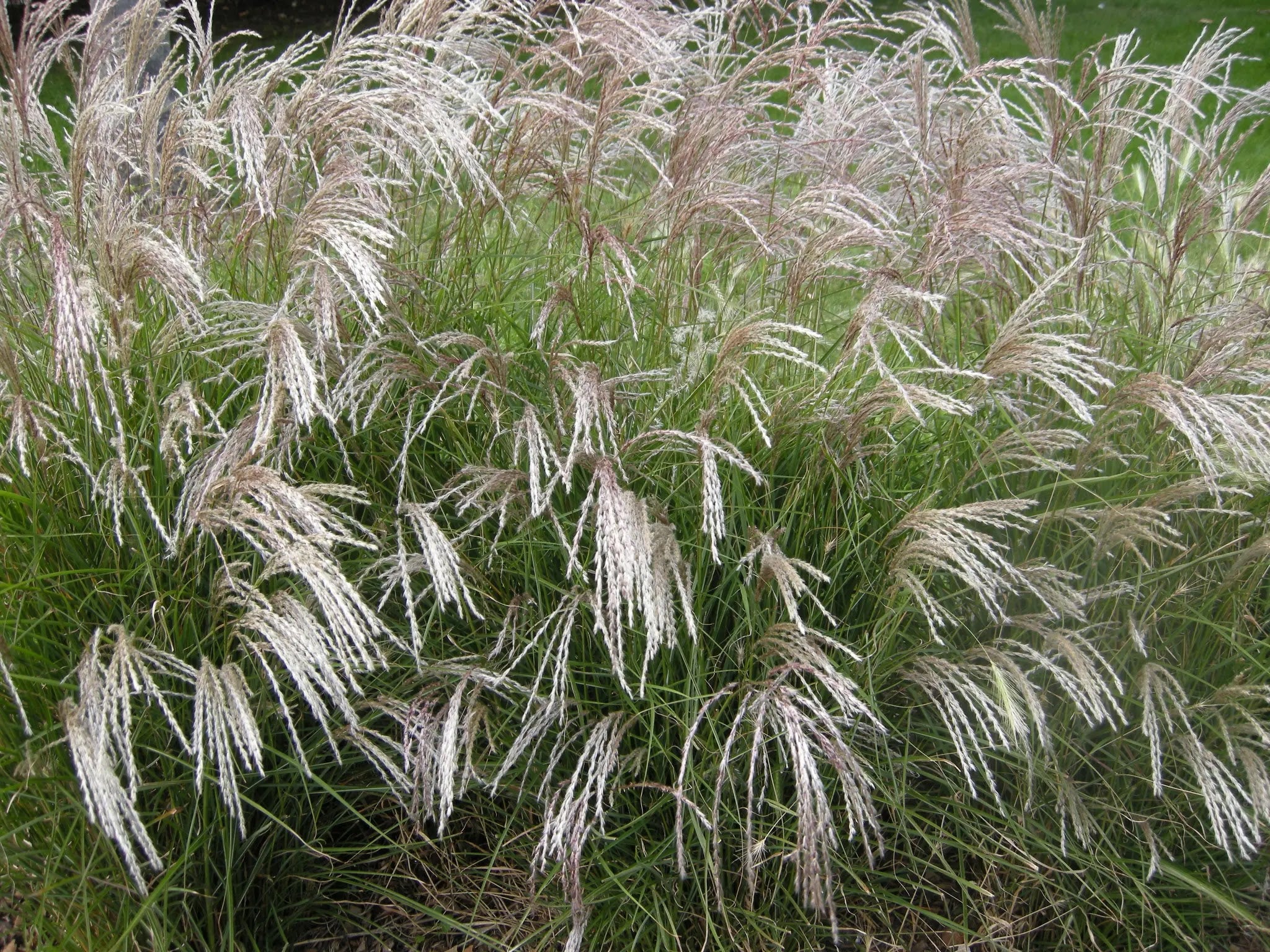 Miscanthus sinensis Yakushima Dwarf con ciuffi verdi e piume rosa-argentee in giardino