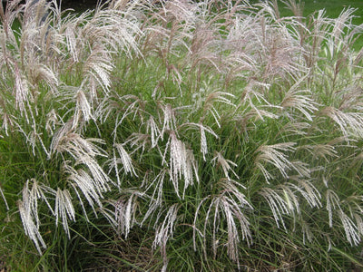 Miscanthus sinensis Yakushima Dwarf con ciuffi verdi e piume rosa-argentee in giardino