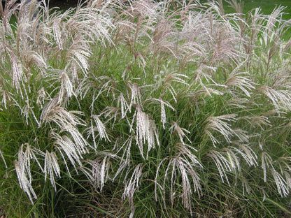 Miscanthus sinensis Yakushima Dwarf con ciuffi verdi e piume rosa-argentee in giardino