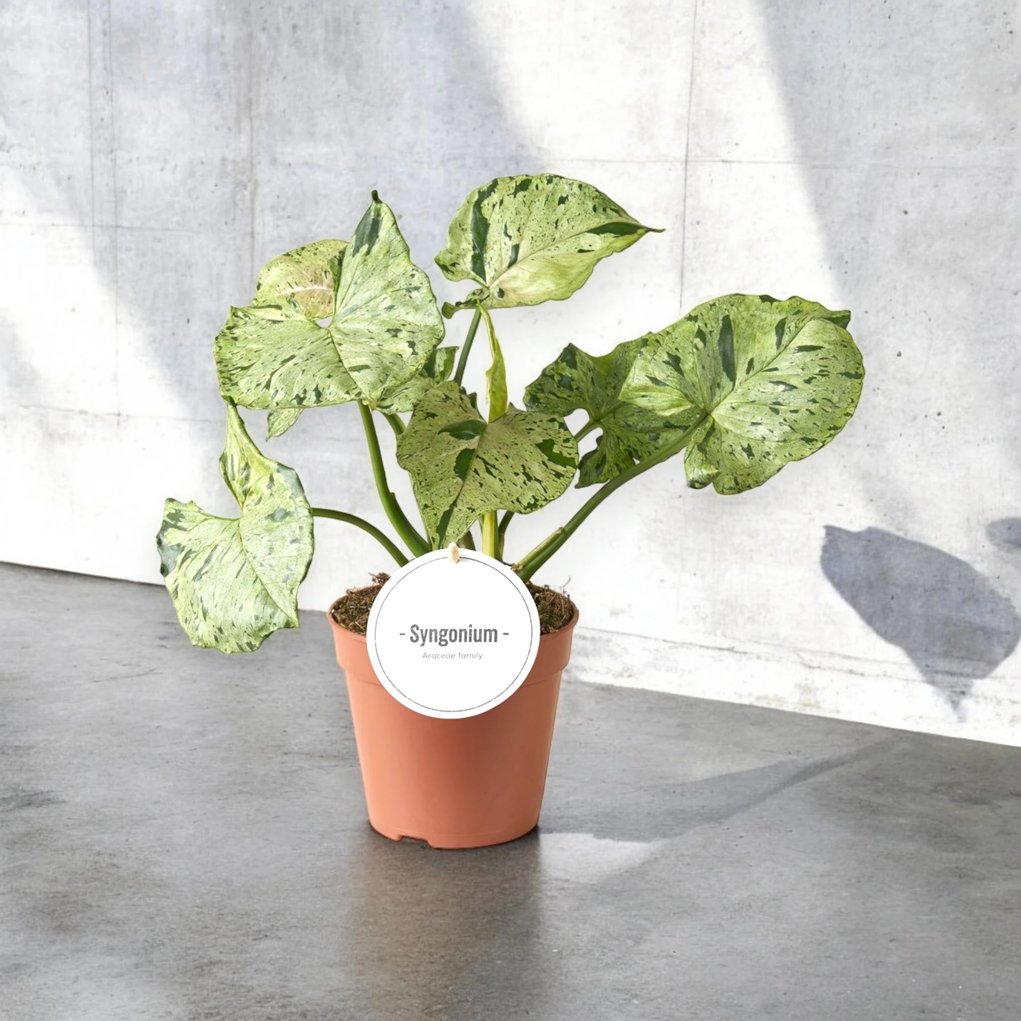 Syngonium 'Green splash'