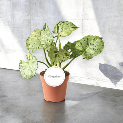 Syngonium 'Green splash'