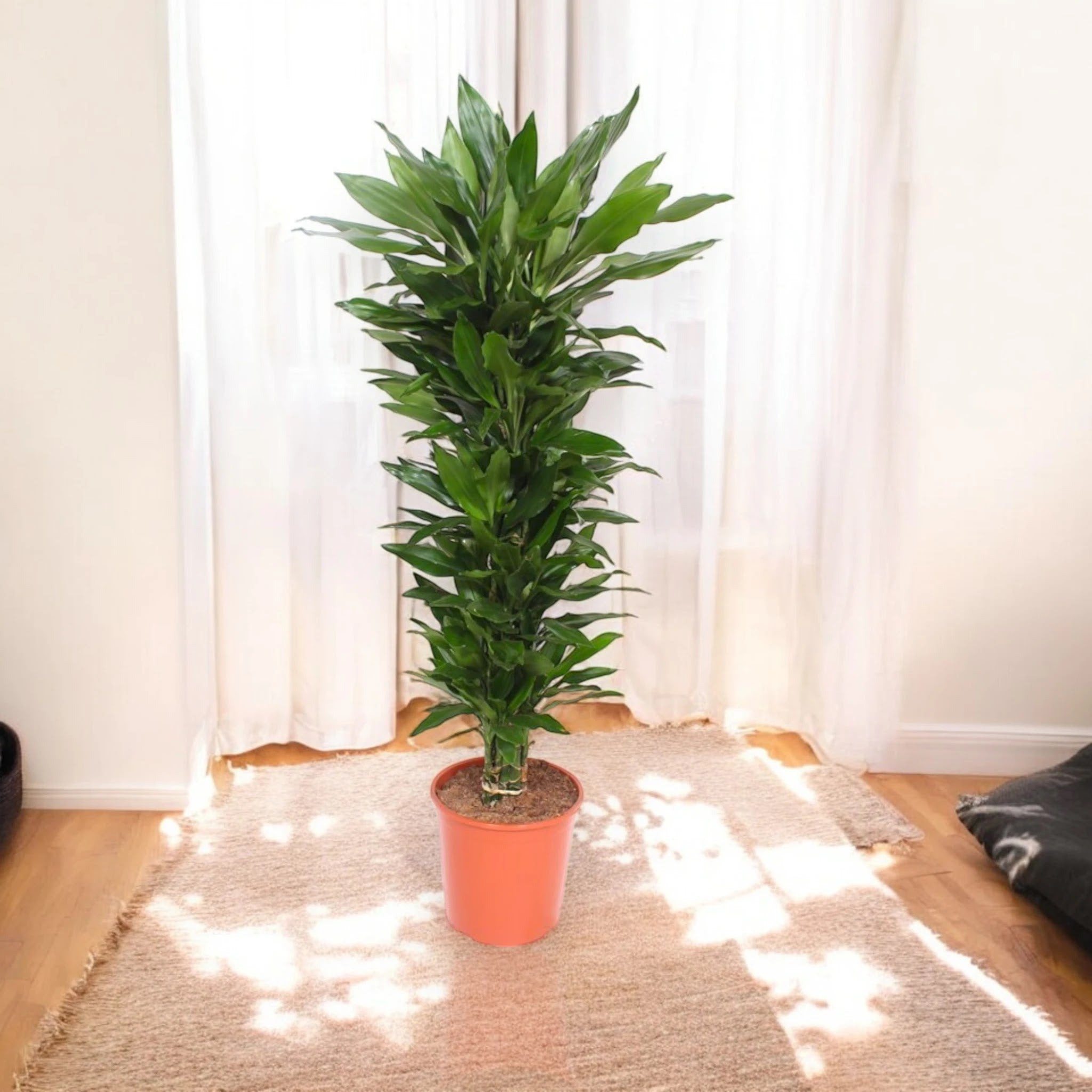 Dracaena fragrans 'Janet Lind'