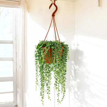 Senecio herreianus