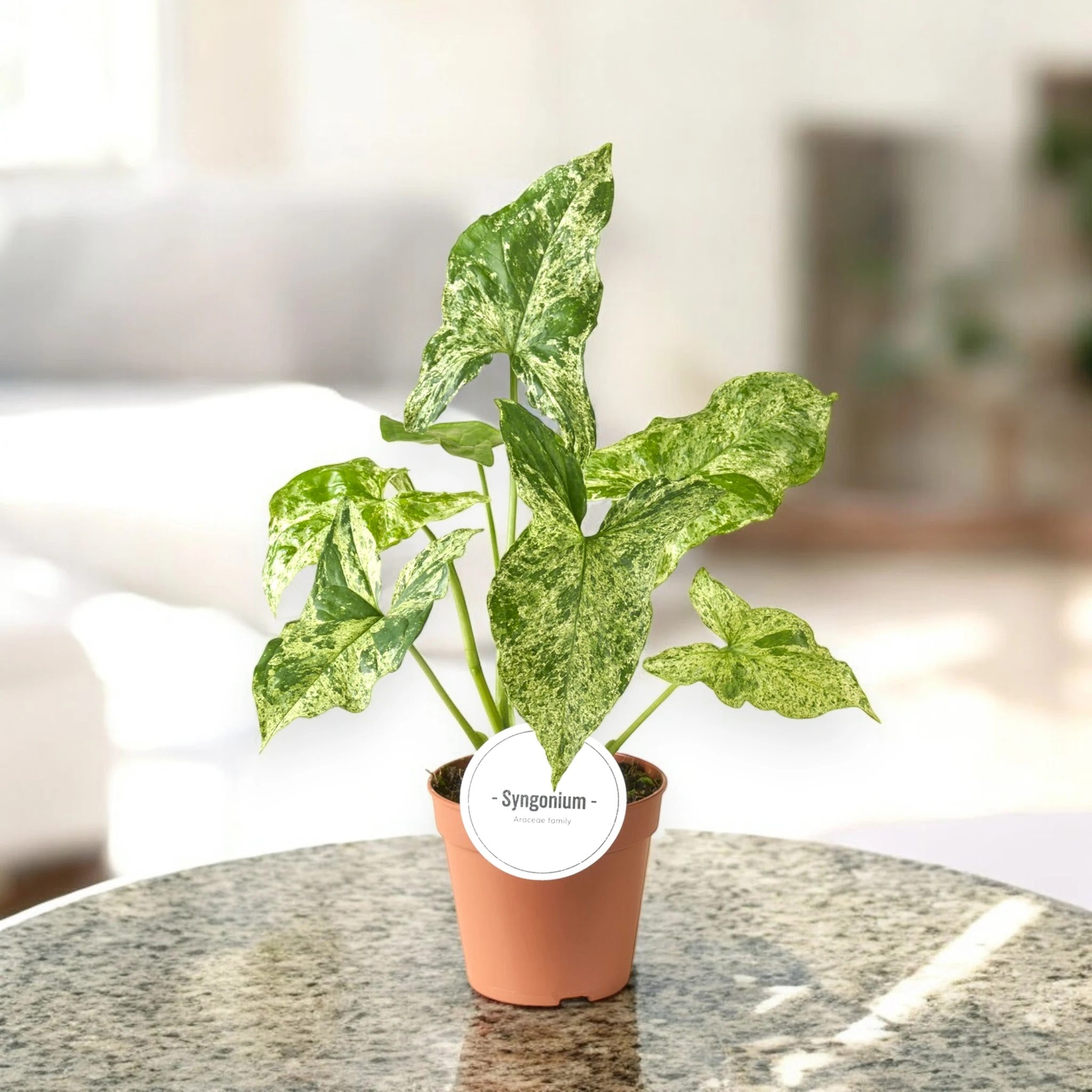 Dettaglio foglia Syngonium Mottled con screziature caratteristiche verde scuro e crema