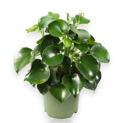 Peperomia polybotrya Raindrop in vaso con foglie carnose lucide a forma di goccia