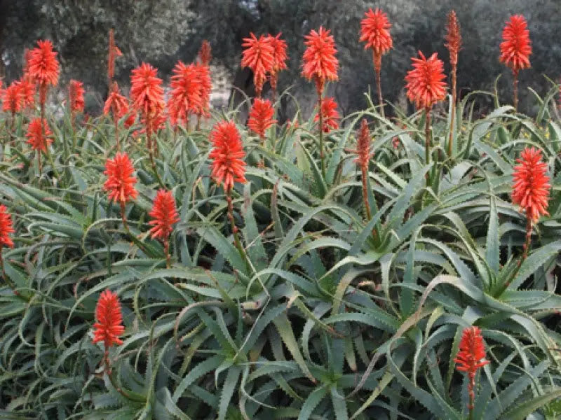 Aloe arborescens