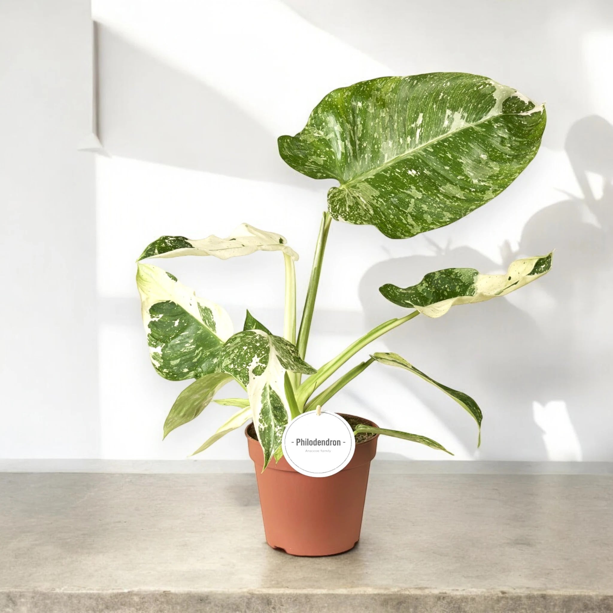Dettaglio foglia Philodendron Jose Buono con variegature bianco-crema su sfondo verde