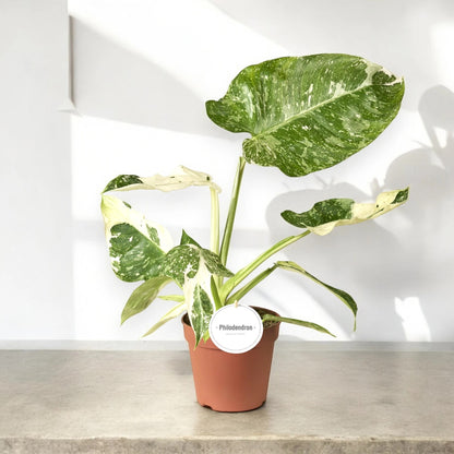 Dettaglio foglia Philodendron Jose Buono con variegature bianco-crema su sfondo verde