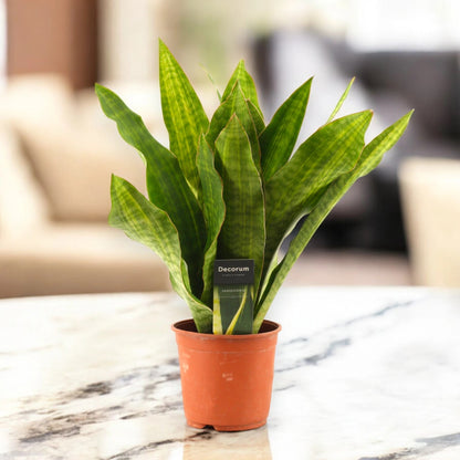 Sansevieria trifasciata aubry. 'Nite'