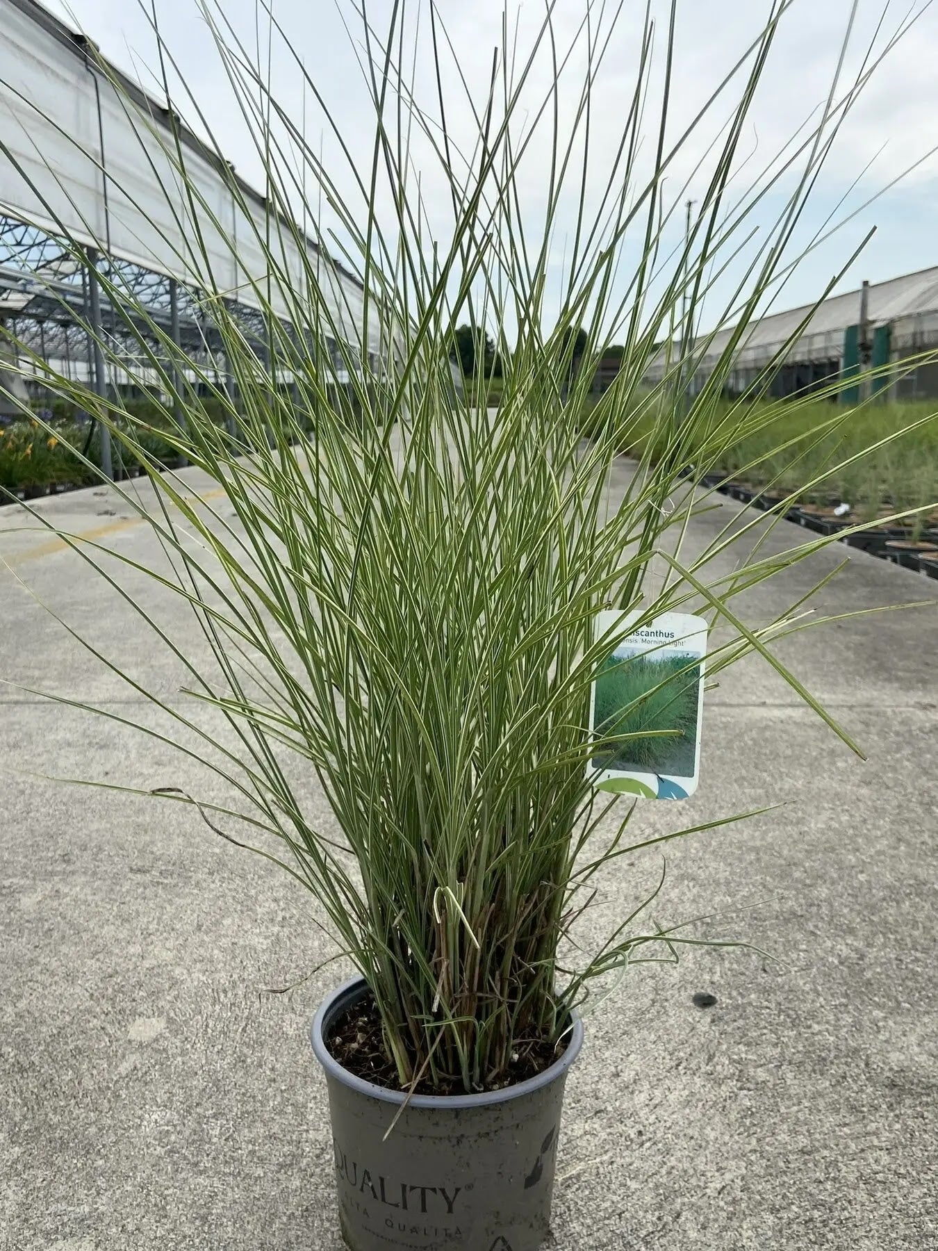 Dettaglio foglie sottili variegate bianco argento di Miscanthus sinensis Morning Light