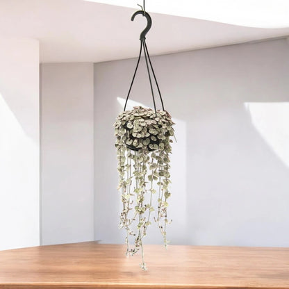 Ceropegia woodii