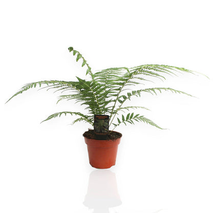 Dicksonia antarctica felce arborea con tronco fibroso e fronde verdi in vaso da interno